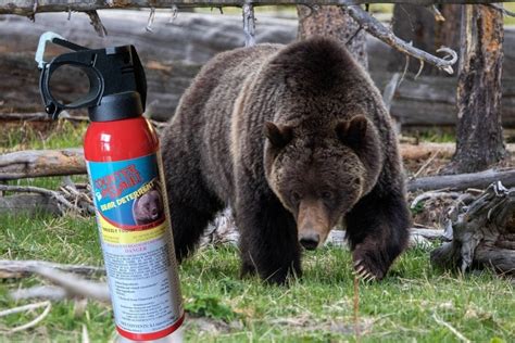 Bear spraying - Bear spray, obviously! The whole point of this article is to educate you on the effectiveness of bear spray and why you should always have it strapped to your hip or chest when you’re hiking in bear country. So when it comes to a gun vs. bear spray, trade the .50 caliber for the $50 hot chili spray. You’ll be saving two lives: yours, and ...